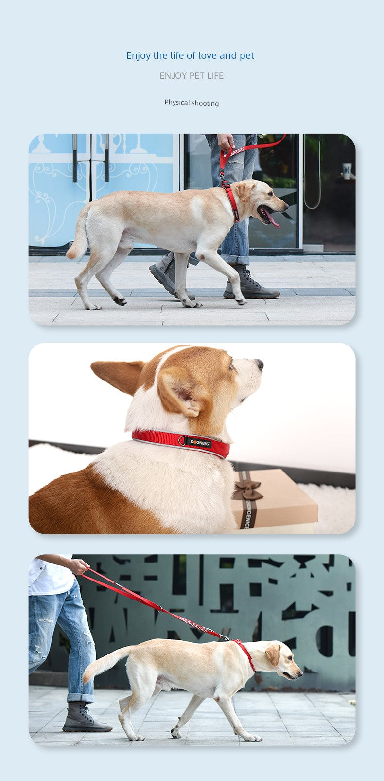 Donis Pet Medium-Sized Dog Dog Collar